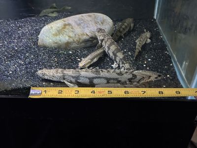 8 inch endli bicher
