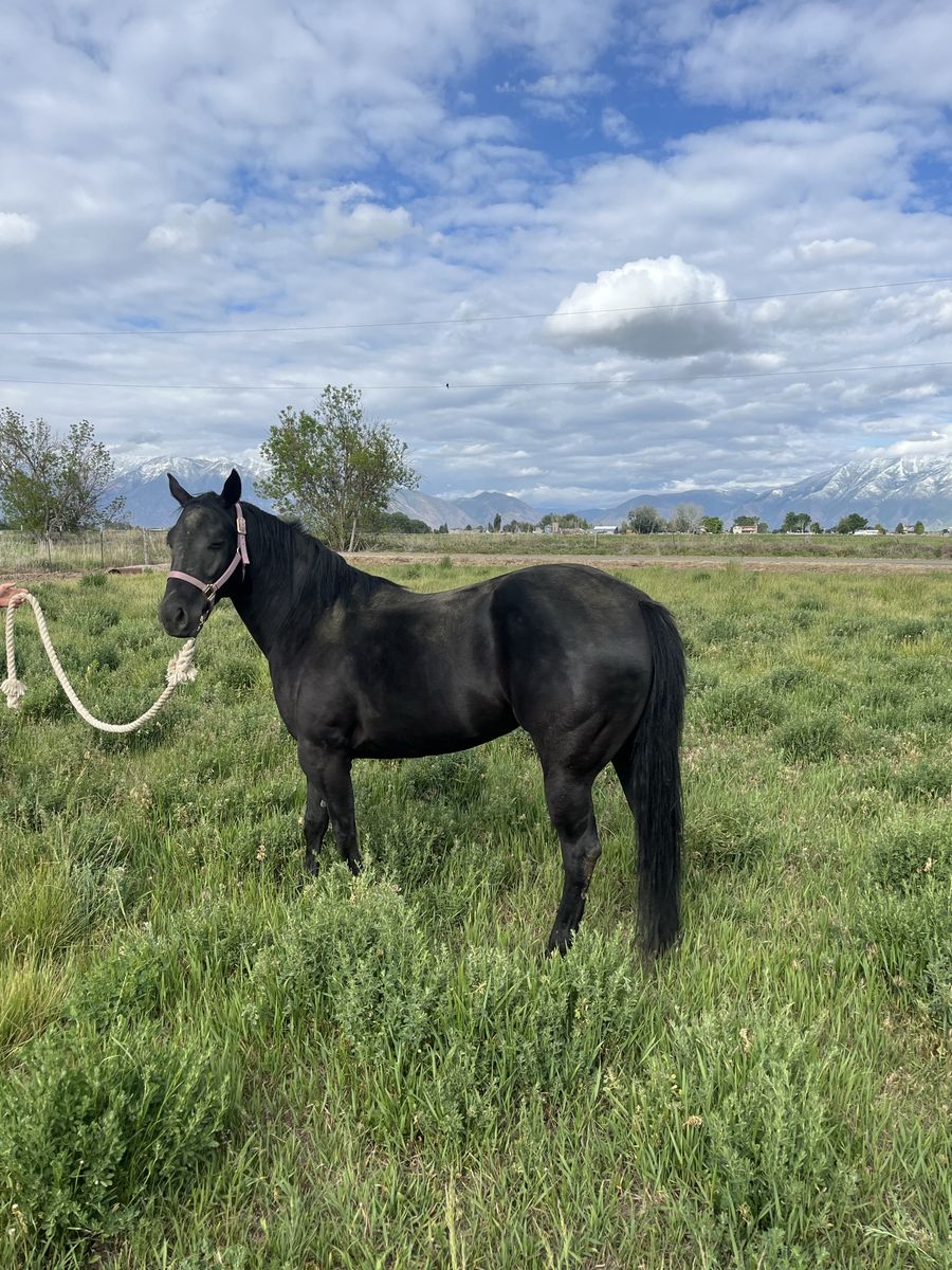 5 year old Black Mare