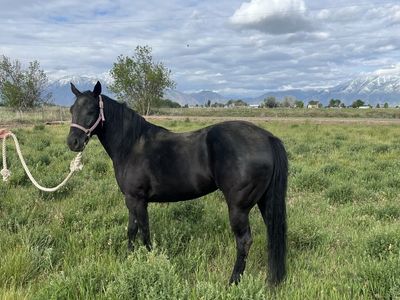 5 year old Black Mare