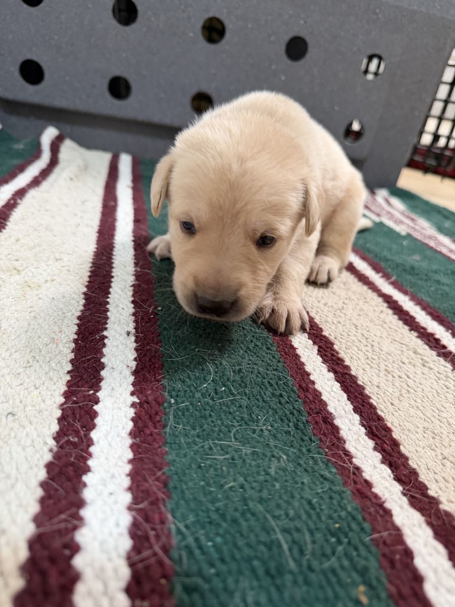 Akc Yellow Lab Pups