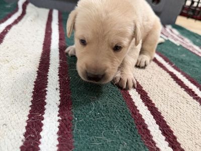 Akc Yellow Lab Pups