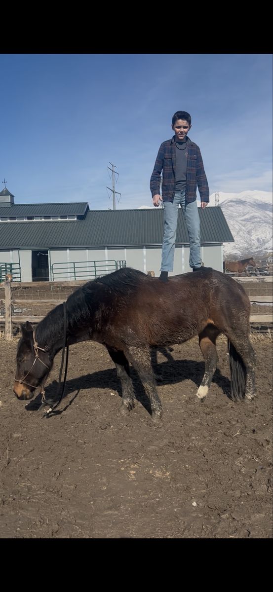 Gentle 14hh Mare – Kid’s Horse