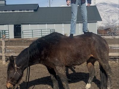 Gentle 14hh Mare – Kid’s Horse