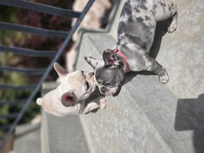 french bulldog dogs akc
