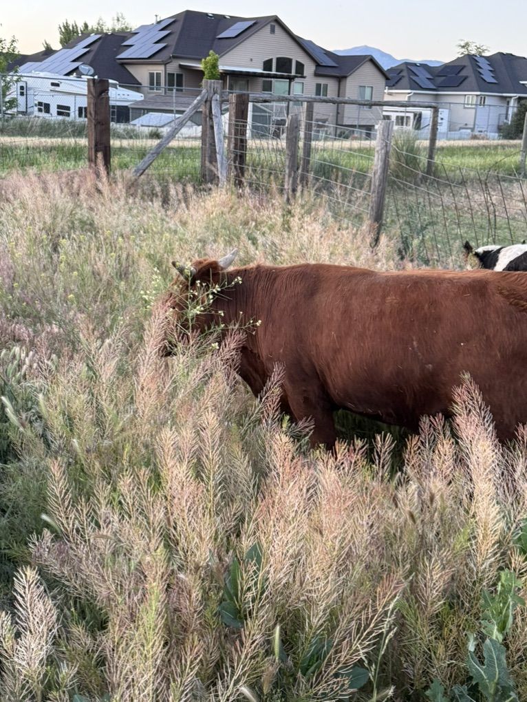 Yearling Dexter Bull