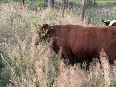 Yearling Dexter Bull