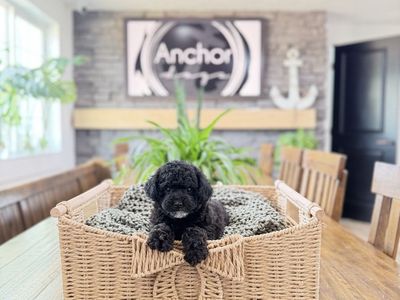 Teddy Bear 🧸 toy poodle