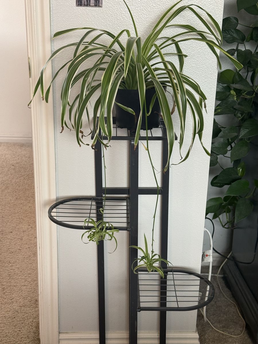 Spider Plant