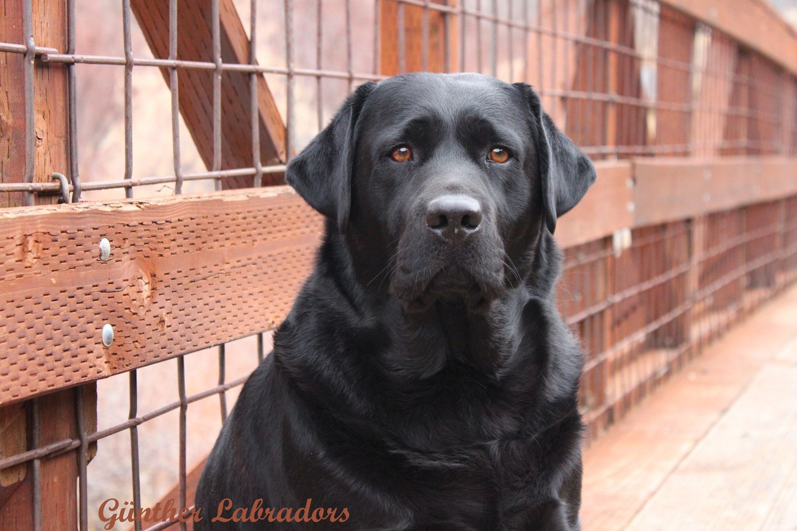 AKC English Chocolate Labrador/Lab Puppy