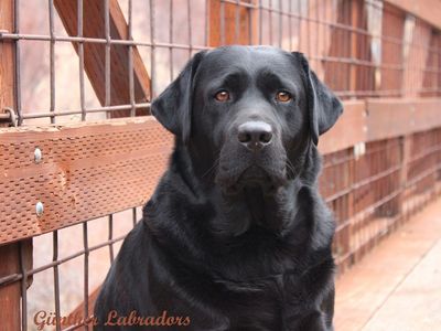 AKC English Chocolate Labrador/Lab Puppy
