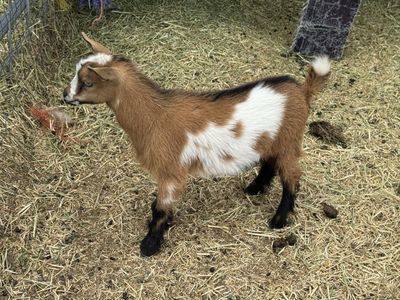 Polled Blue-eyed ND Buckling