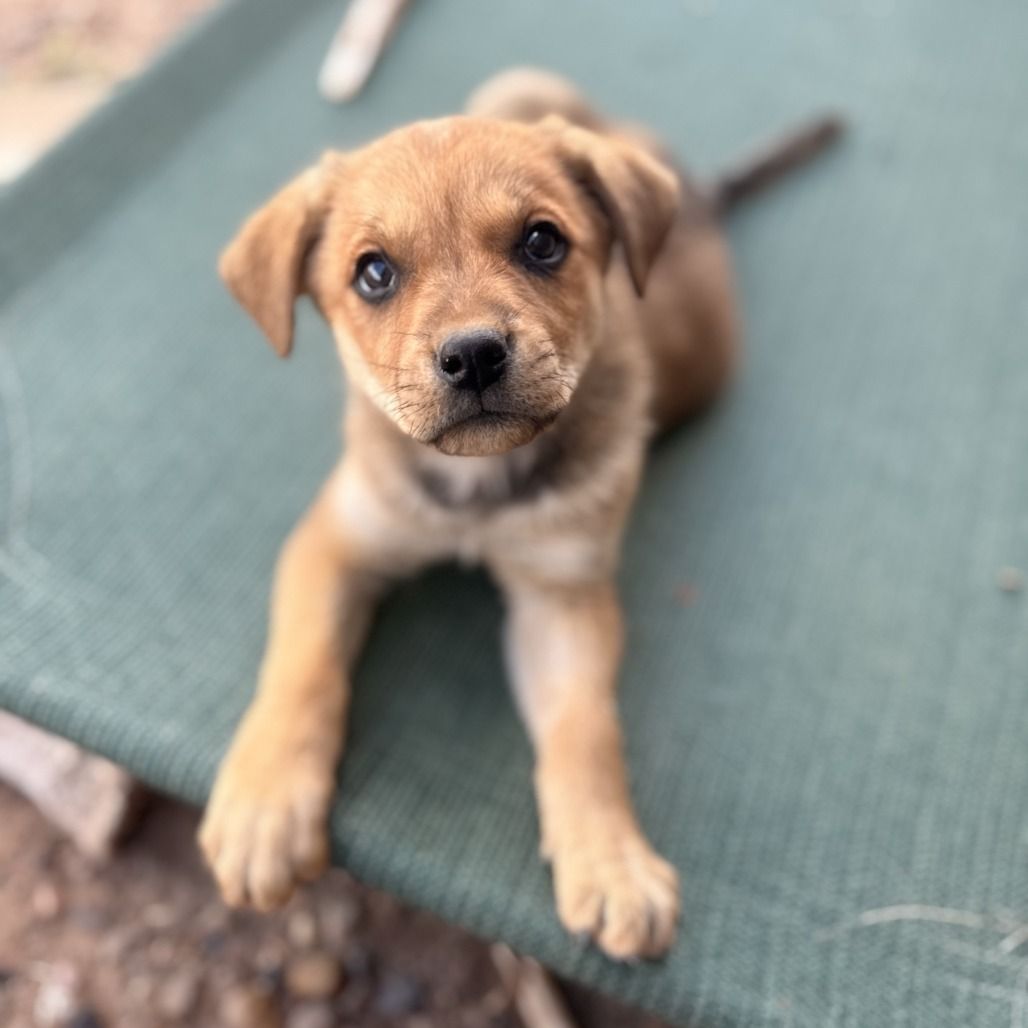 Hello my name is Mowgli