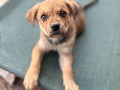 Hello my name is Mowgli