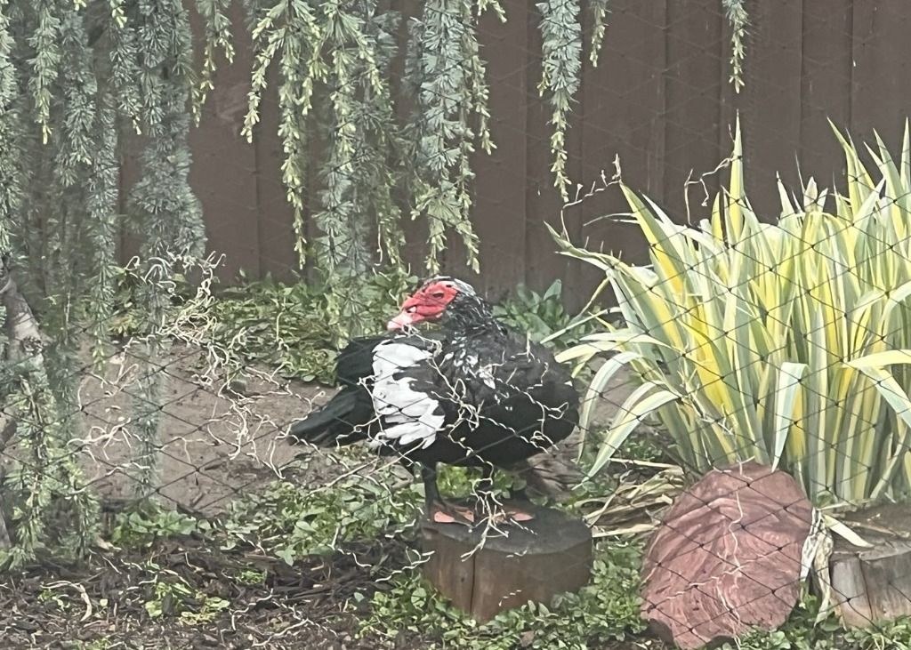 Donald the Muscovy Duck
