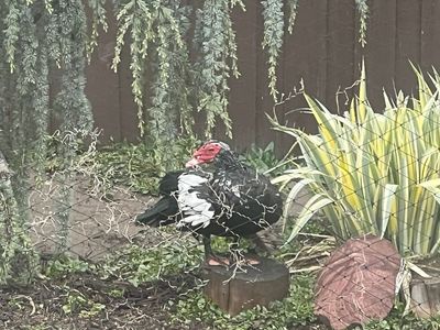 Donald the Muscovy Duck