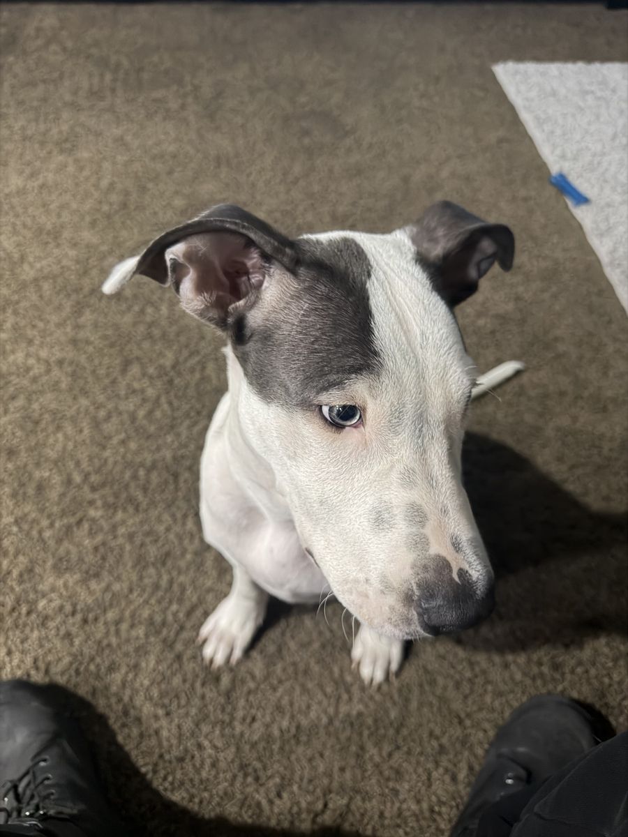 Selling dog