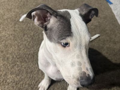 Selling dog