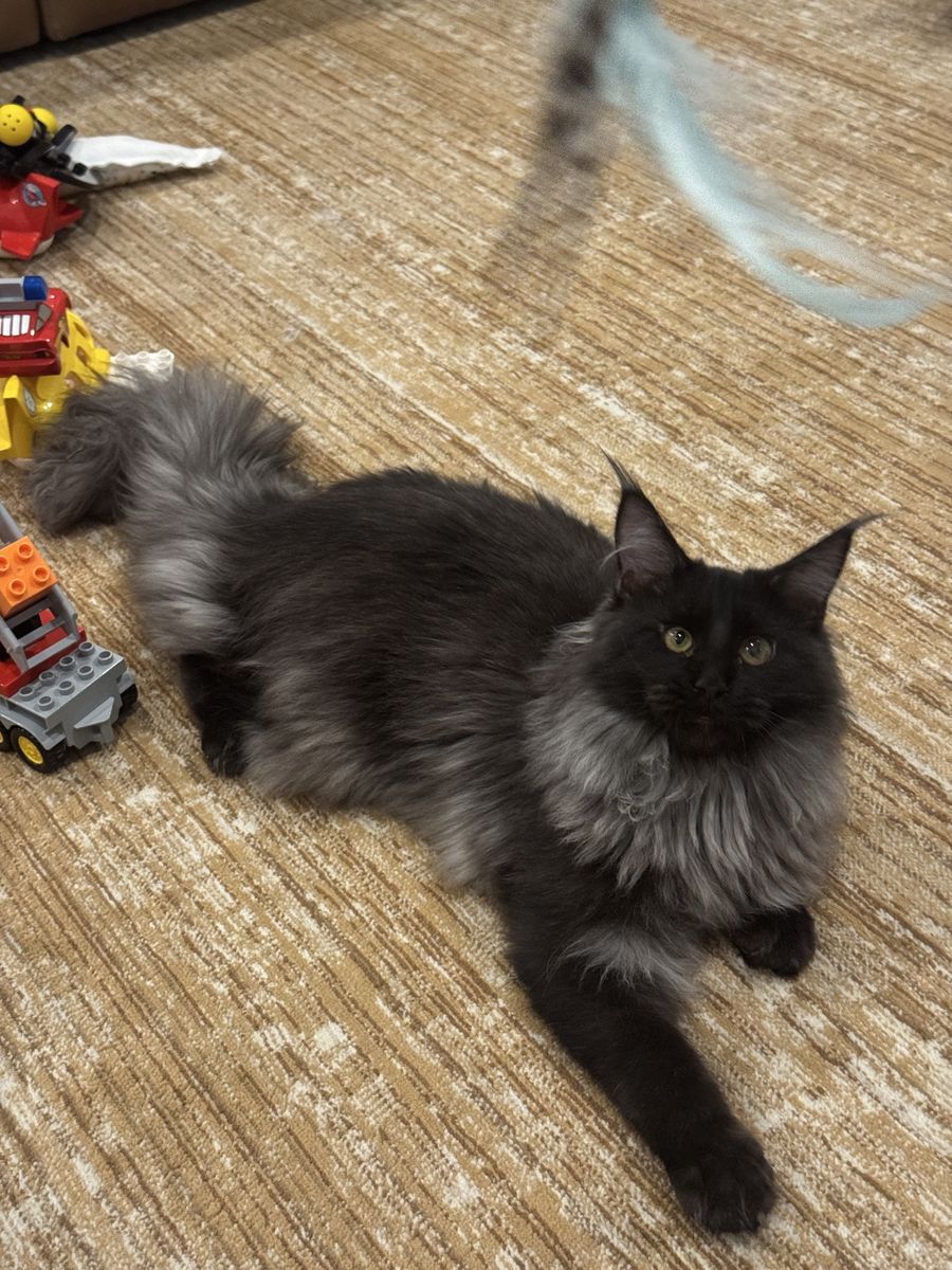 Maine coon cats