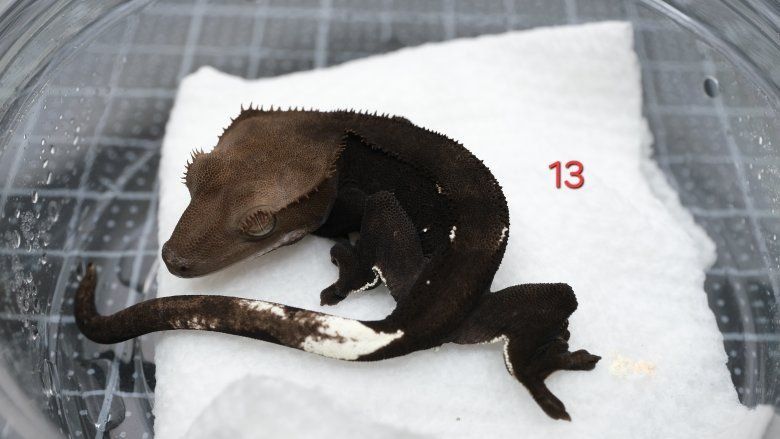 Crested Geckos - Various Morphs