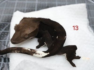 Crested Geckos - Various Morphs