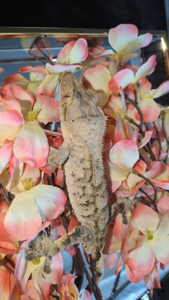 Crested gecko male