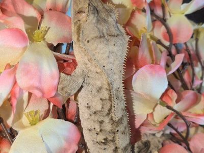 Crested gecko male