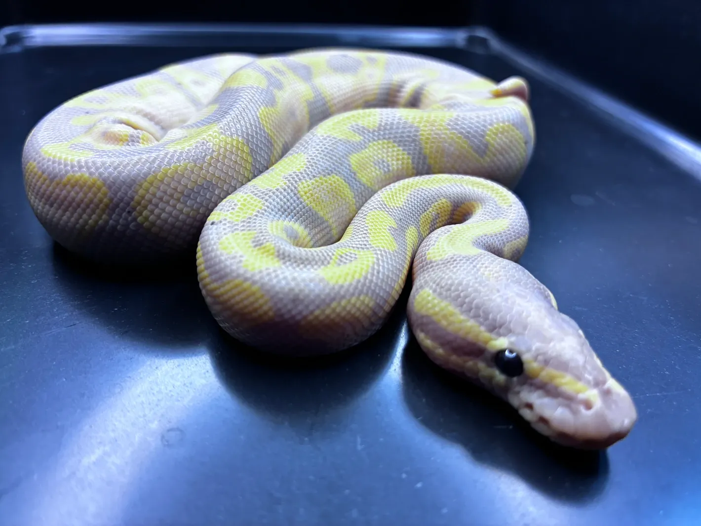 Banana Pastel YB / Gravel 100% Het Pied ball python