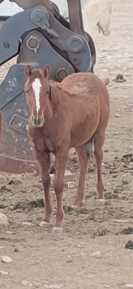 Yearling filly
