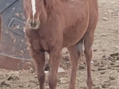 Yearling filly
