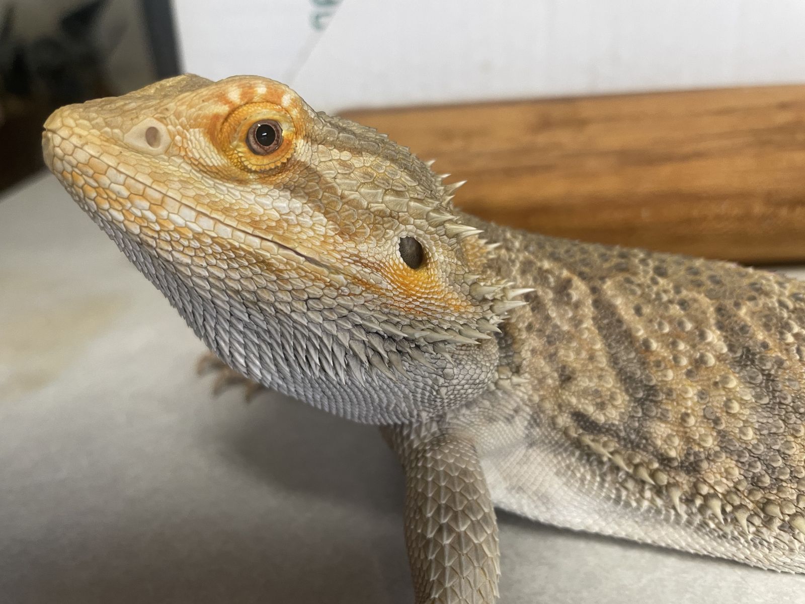 Bearded Dragon for sale