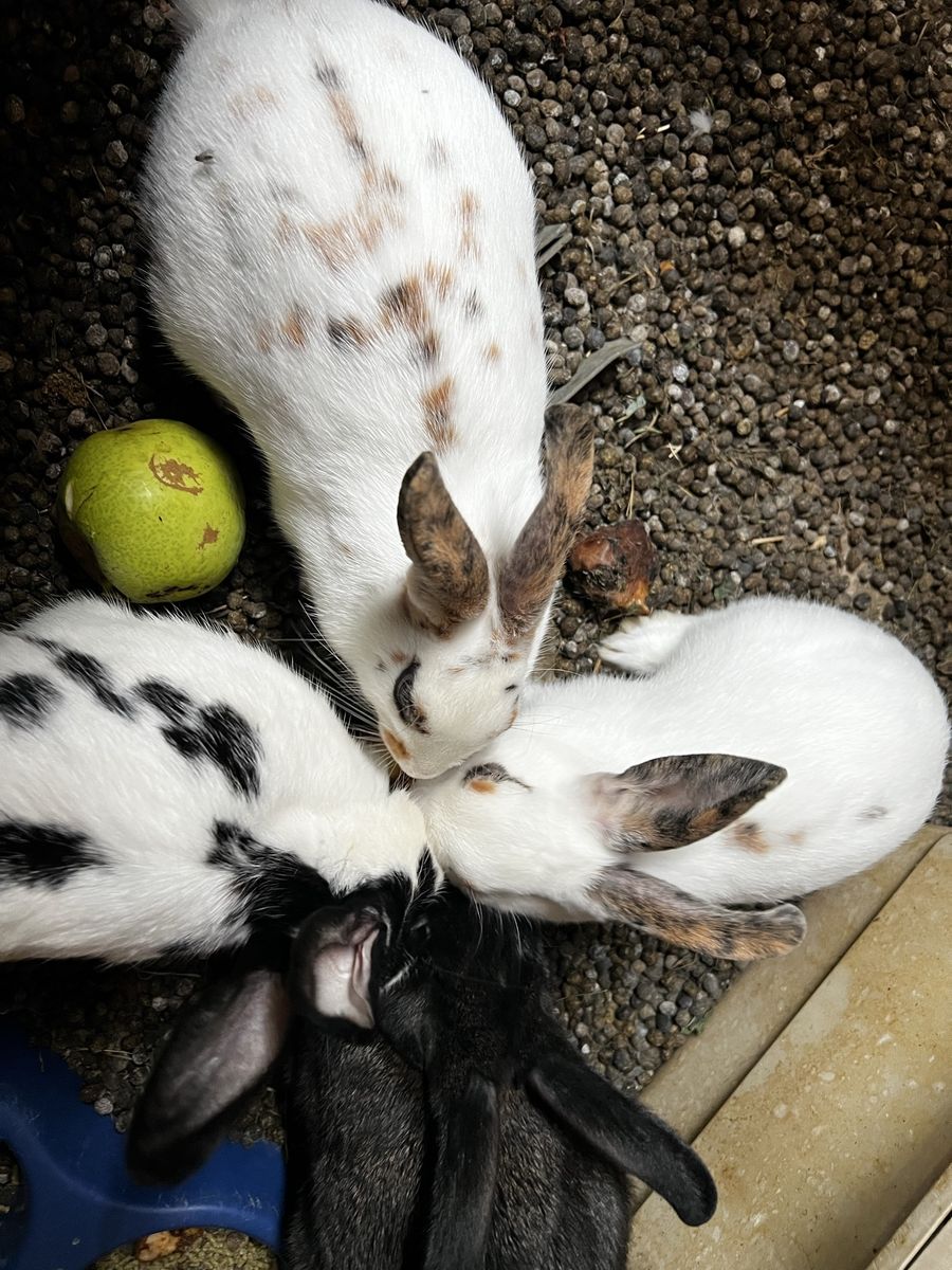 Group of Rabbits in Various Colors - Livestock