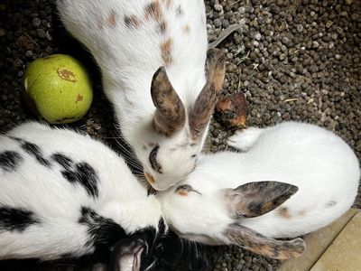 Group of Rabbits in Various Colors - Livestock