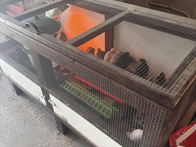 Olive Egger Pullets