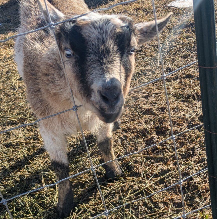 Nigerian Dwarf Female Goat for Sale!