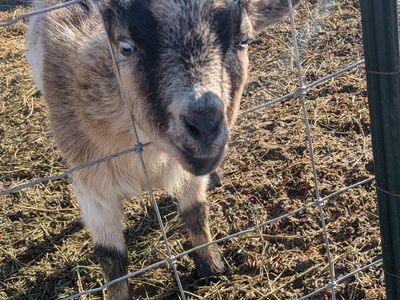 Nigerian Dwarf Female Goat for Sale!