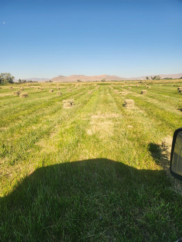 grass bales some foxtails in some bales varying quality.  I sorted them some.  make an offer.  150 bales available