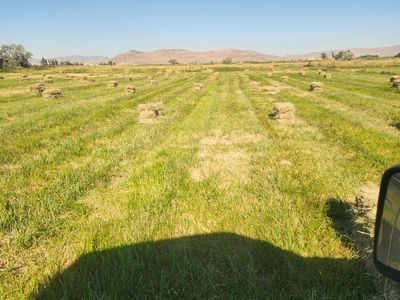 grass bales some foxtails in some bales varying quality. I sorted them some. make an offer. 150 bales available