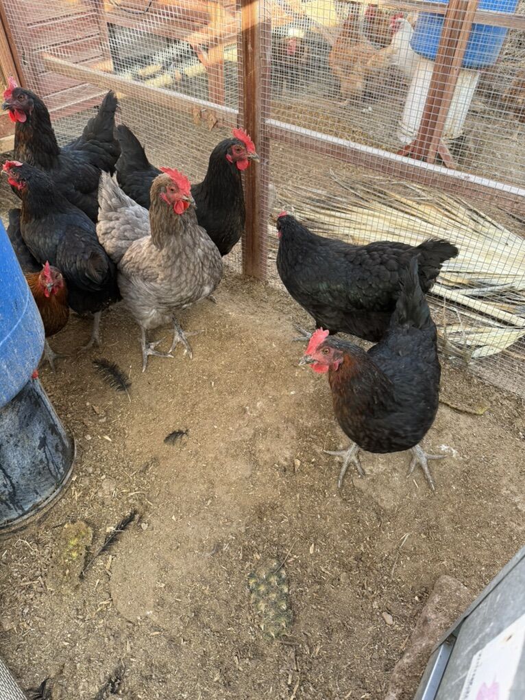 Chickens - Egg Laying