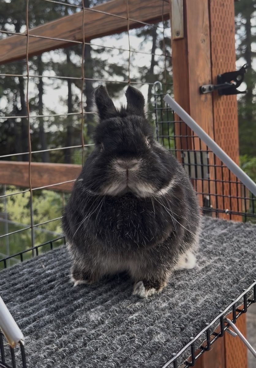 Show Netherland Dwarfs