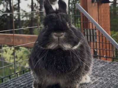 Show Netherland Dwarfs