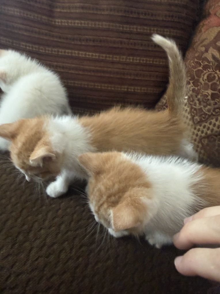Cute 8-Week-Old Kittens for Sale