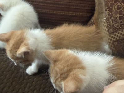 Cute 8-Week-Old Kittens for Sale