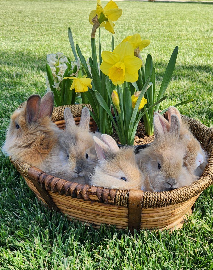 Male lion head cross bunnies