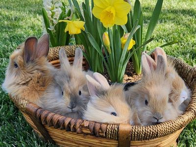 Male lion head cross bunnies