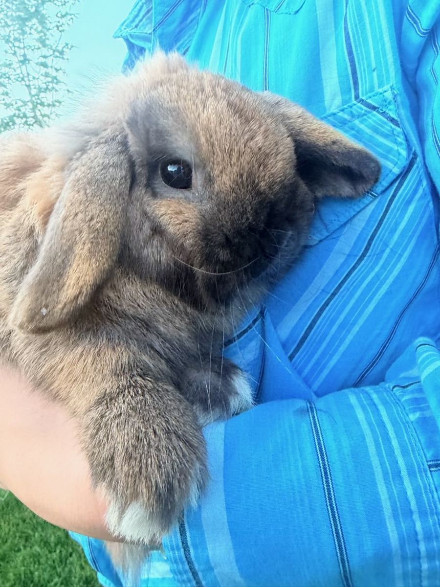 **FREE**Holland Lop Rabbit