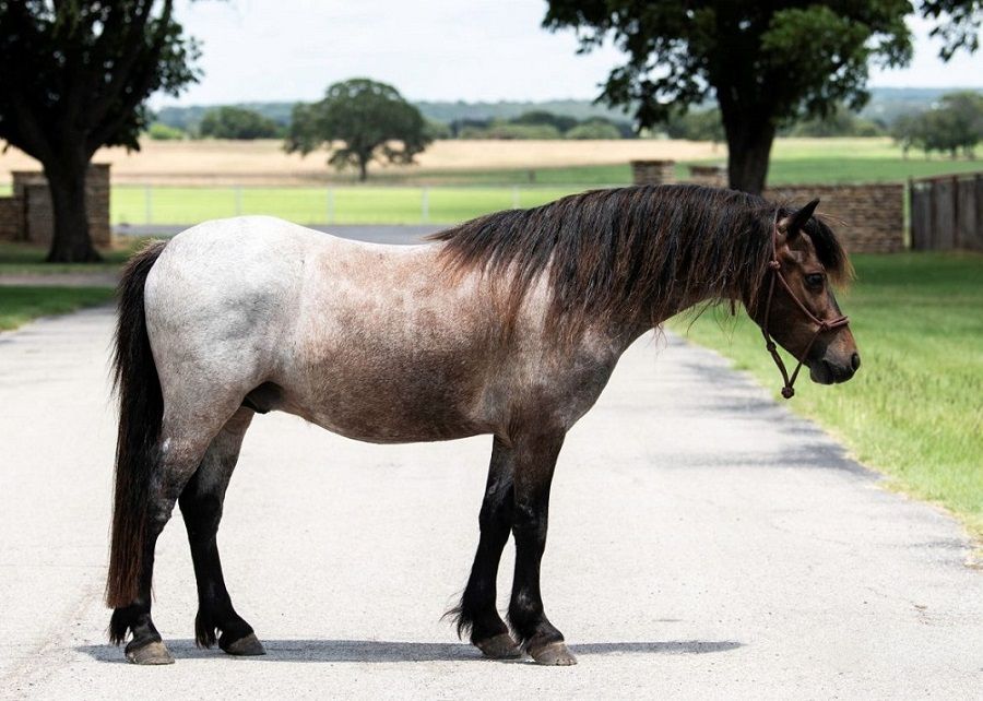 Blue Roan Welsh Pony Gelding