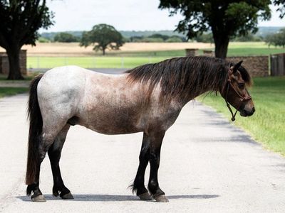 Blue Roan Welsh Pony Gelding