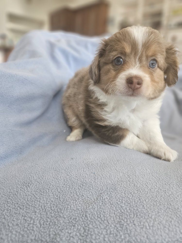 Mini Ausiedoodle Puppies