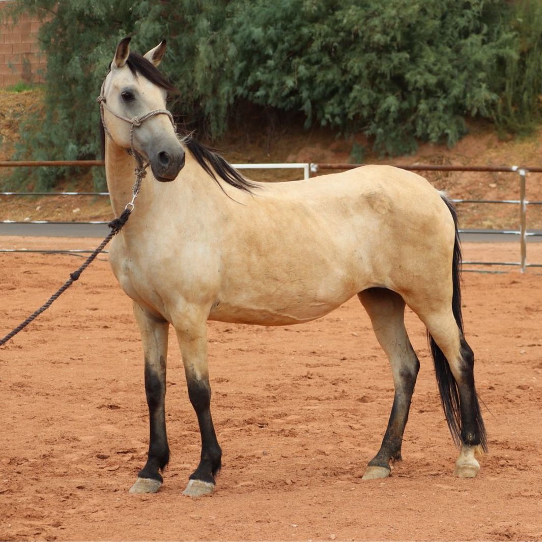 Paso Fino Mare- Possible 2 in 1 OBO