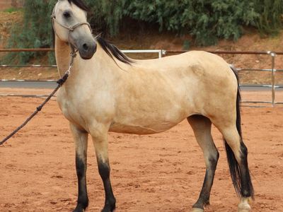 Paso Fino Mare- Possible 2 in 1 OBO